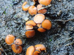 Anthracobia muelleri