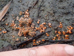 Anthracobia muelleri