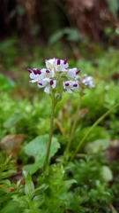 Veronica regina-nivalis