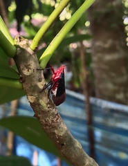 Kalidasa lanata