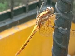 Orthetrum glaucum