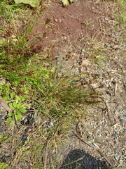 Juncus compressus