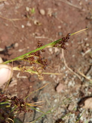 Juncus compressus