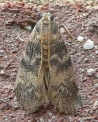 Euzophera pinguis