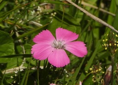 Dianthus pavonius