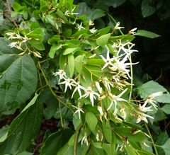 Baissea zygodioides