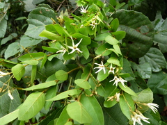 Baissea zygodioides