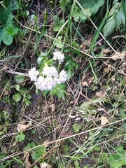 Valeriana officinalis