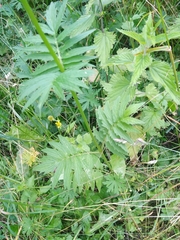 Valeriana officinalis