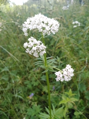 Valeriana officinalis