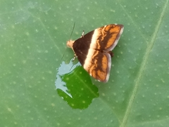Choreutis argoxantha