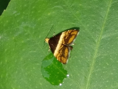 Choreutis argoxantha