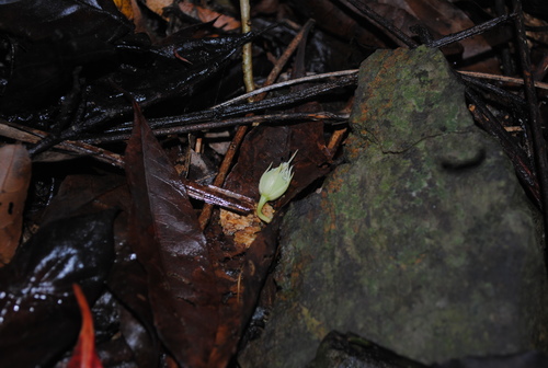 Elaeocarpus angustifolius