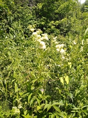 Filipendula ulmaria