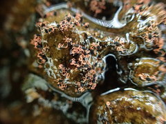 Halotydeus destructor