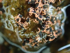 Halotydeus destructor