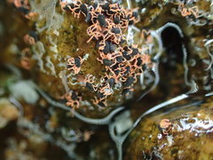 Halotydeus destructor