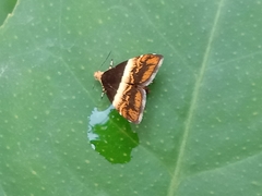 Choreutis argoxantha