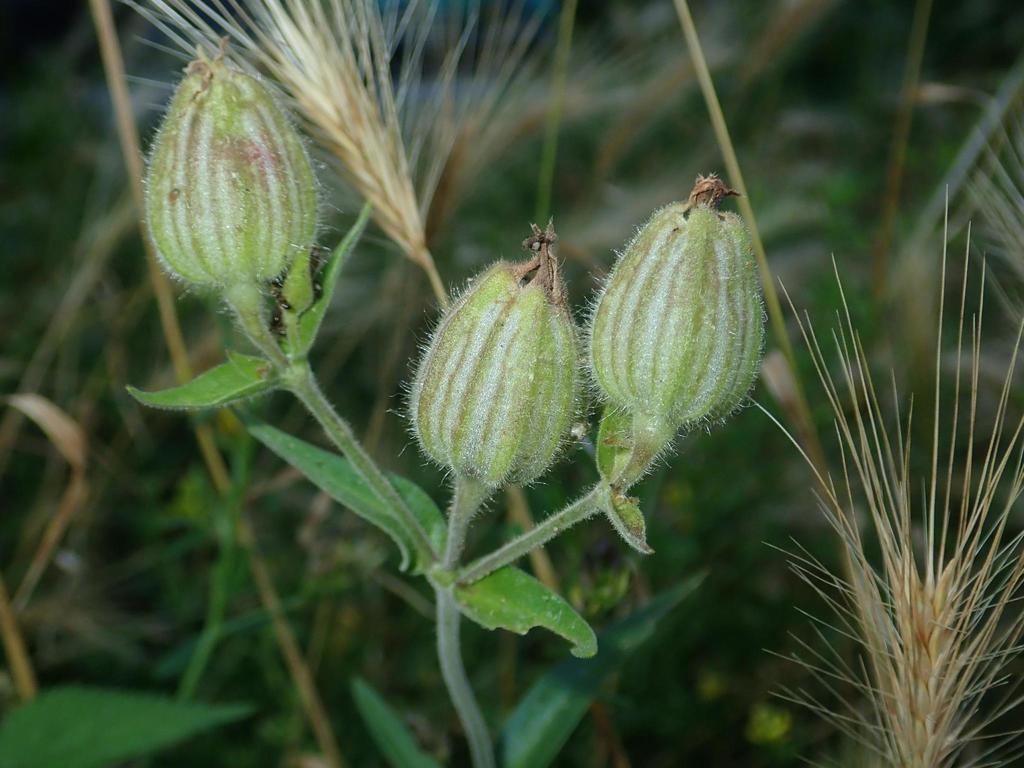 Contarinia steini