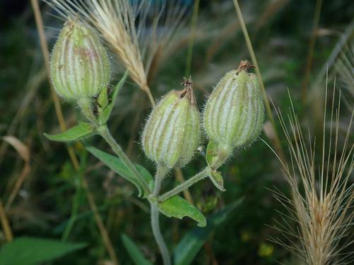 Contarinia steini