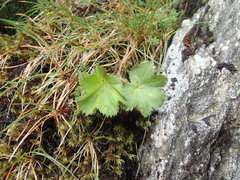 Alchemilla glabra