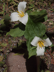 Trillium ovatum ovatum