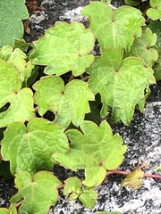 Parthenocissus tricuspidata