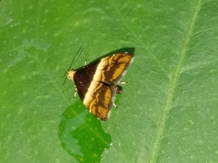 Choreutis argoxantha