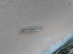 Lepidoptera