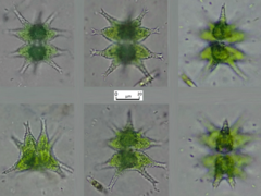 Staurastrum furcigerum