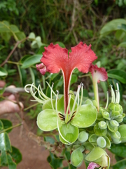 Afzelia parviflora image