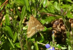 Pyrausta aerealis
