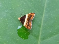 Choreutis argoxantha