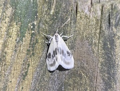 Cliniodes ostreonalis