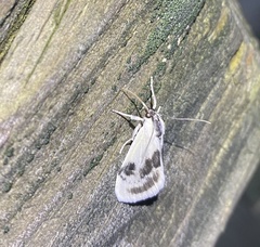 Cliniodes ostreonalis
