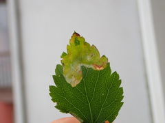 Agromyza spiraeoidearum