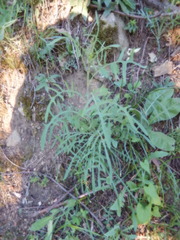 Lactuca viminea