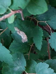 Agromyza spiraeoidearum