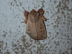 Leucania pseudargyria