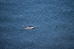 Tursiops truncatus ponticus