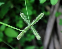 Dactyloctenium aegyptium