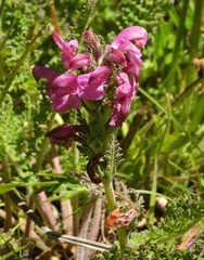 Pedicularis gyroflexa