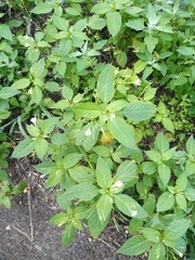 Impatiens parviflora