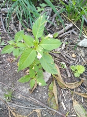 Impatiens parviflora