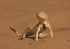 Phrynocephalus mystaceus