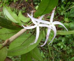 Landolphia dulcis
