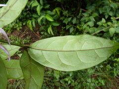 Landolphia dulcis