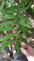 Cupaniopsis foveolata