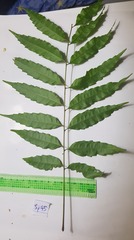 Cupaniopsis foveolata