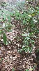 Cupaniopsis foveolata